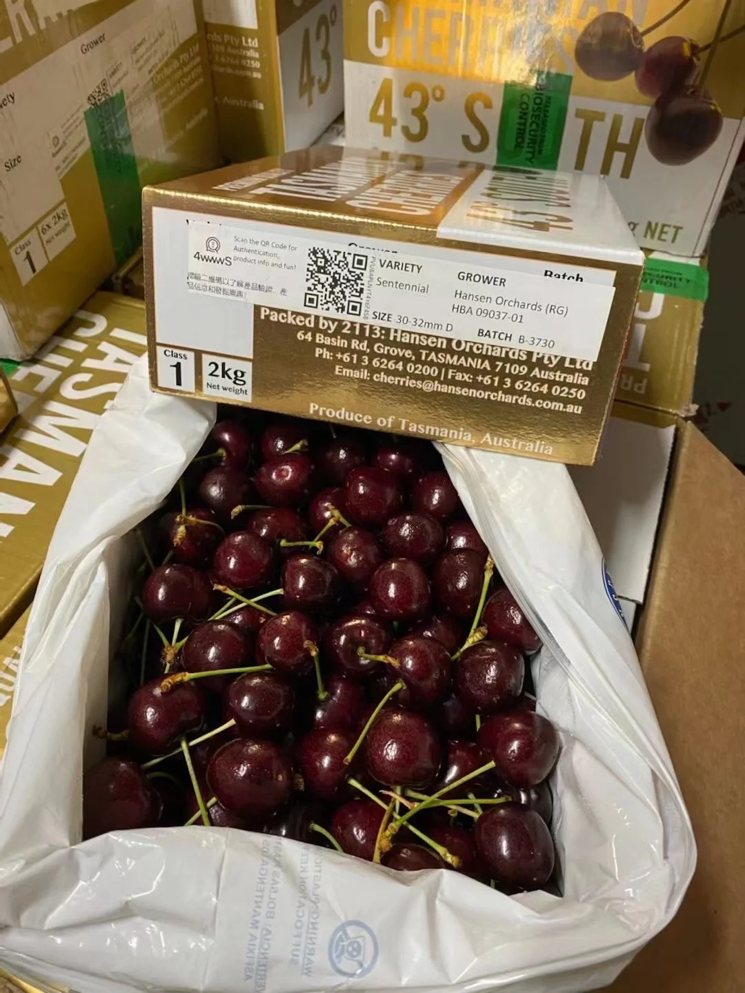 aoa体育体育在线-塔斯马尼亚联主场气氛火爆，球迷助威成强大后盾的简单介绍