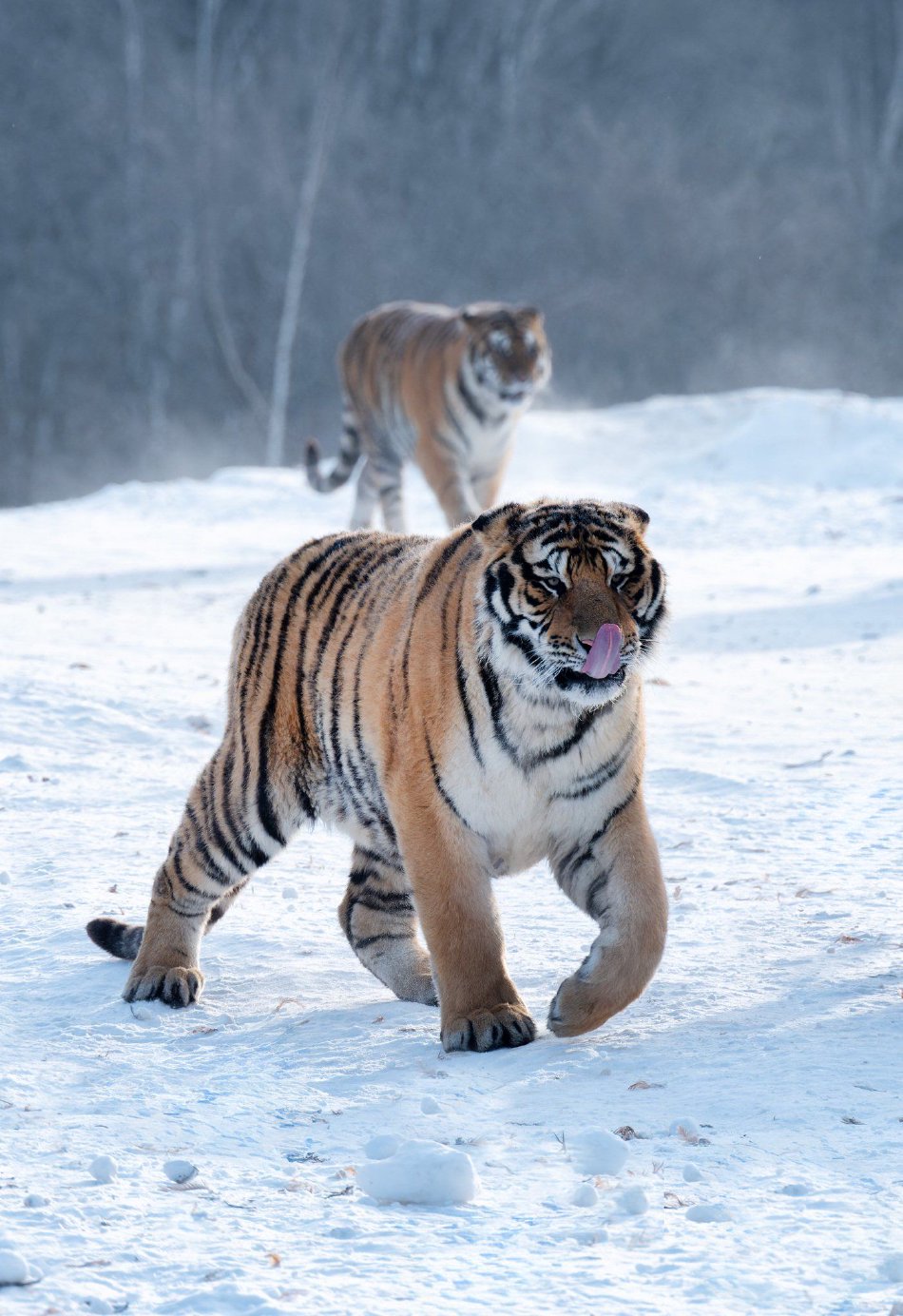 吉林东北虎胜北控